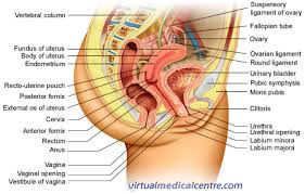 Back pain on the left side in females can result from endometriosis. Female Reproductive System Urogenital System Anatomy Healthengine Blog