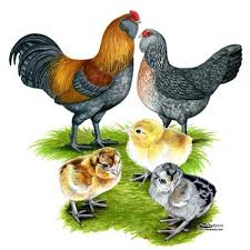 Maybe you would like to learn more about one of these? 360 Farm And Pet About The Americana Black Australorp Buff Orpington