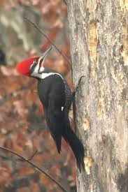 Nova Scotia Bird With Red On Back Of Head Piliated Woodpecker Backyard Birds Pretty Birds Birds