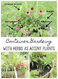 Keep asparagus beetles away from asparagus by planting tomato plants nearby. Container Gardening With Flowers And Herbs As Accent Plants