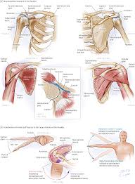 Sechrest, md narrates an animated tutorial on the basic anatomy of the shoulder. Pin On The Rational Clinical Examination