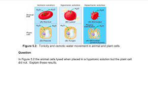 Hypotonic solution hypotonic solution n., plural: D Tonicity The Concept Of Tonicity Refers To The Chegg Com