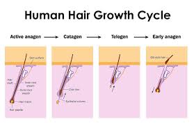 human hair growth cycle human hair growth hair growth