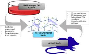 We did not find results for: Mrs Communications Biomaterials For 3d Cell Biology