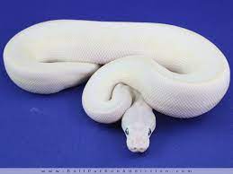 Leucistic Ball Python Just Like White Lady A Snake Featured In Swamp Ghosts Ball Python Wildlife Photography Albino