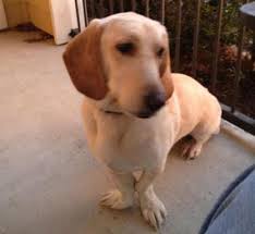 The plott hound lab mix, is a mixed breed dog resulting from breeding the plott hound and the labrador retriever. Bassador Pet Keen