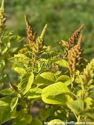 Image result for Amaranthus cruentus