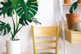 Areca palm atau palem areca merupakan tanaman yang indah untuk dekorasi, khususya di ruang tamu. 7 Manfaat Meletakkan Tanaman Di Dalam Ruangan Halaman All Kompas Com
