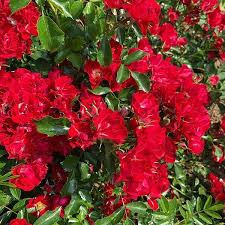 We did not find results for: Rambling Rosie Rambler Trevor White Roses Old Rose Specialist