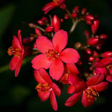 Image result for Jatropha scaposa