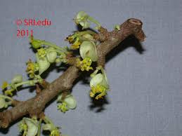 Image result for Peraceae