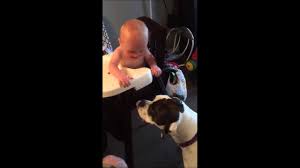 Fur Laughs Watch 7 Funny Dogs Making Babies Laugh Videos Dogtime