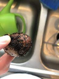 When exposed to a light source, they headed into the soil. Ask A Question Forum Clear Worms In Potted Plant Garden Org