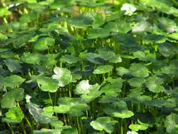 Image result for Hydrocotyle ranunculoides