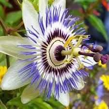 Passiflore Caerulea Godet De 8 Cm Gamm Vert Passiflore Fleur De La Passion Plante Grimpante