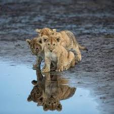 Image result for A Lion doesnâ€™t have to roar to let everyone know heâ€™s a Lion. Even when he purrs, the whole jungle knows heâ€™s the king.   