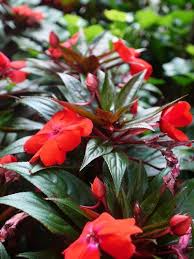 New guinea seeds should be started 12 weeks prior to the anticipated outdoor planting date and walleriana seeds need less time and can be started 10 weeks before planting. Pin On Gardening