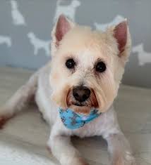 Profile for Perfect Paws Dog Grooming