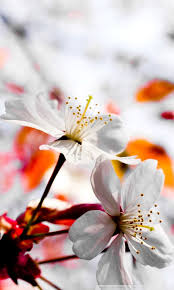 Maybe you would like to learn more about one of these? Full Screen Flower Wallpaper Hd For Mobile Blogs Nature Wallpaper
