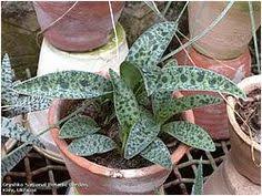 Image result for Ledebouria luteola