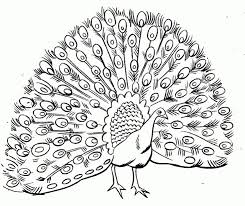 Free Printable Peacock Coloring Pages For Kids Peacock Coloring Pages Animal Coloring Pages Coloring Pages To Print