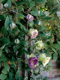Scarlet trumpet vine (distictis buccinatoria). 13 Perennials For Full Sun Trellis Plants Climbing Flowers Flowering Vines