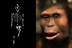 Por qué Lucy no era veloz? Un estudio cambia lo que sabemos de la evolución  al explicar por qué correr fue la clave para el éxito del Homo sapiens