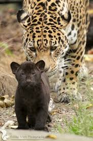 Aww So Cute And Absolutely Adorable Sweet Wee Black Jaguar With It S Beautiful Mother Absol Sevimli Hayvan Yavrulari Kediler Ve Yavrulari Hayvan Bebekler