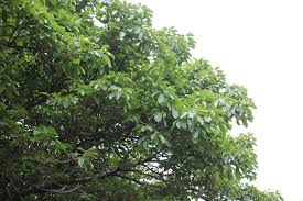 アコウってどんな木 特徴や様子 名所 優しい雨