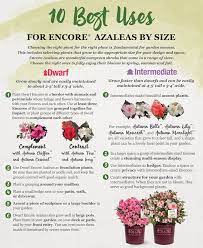 10 Best Uses For Encore Azaleas By Size Azaleas Landscaping Azaleas Azaleas Garden