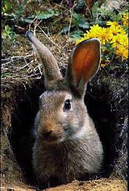 Rabbit In A Burrow Animal Spirit Guides Work With Animals Spirit Animal Totem