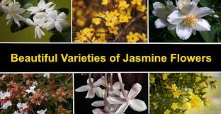 Check spelling or type a new query. Types Of Jasmine Flowers Amazing Varieties Of Jasmine Plants