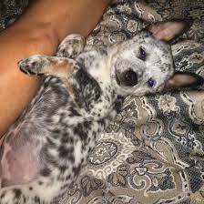 Black And White Spotted Blue Heeler Gidget The Acd Cattle Dog Australian Cattle Dog Dogs