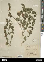 Image result for Barleria sp. B