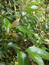 Image result for Scolopia stolzii