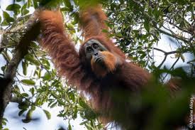 A quick way to know more. New Orangutan Species Described In Indonesia Iucn