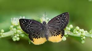 Image result for Trichoneura