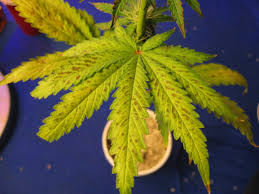Leaf spots come in a wide variety of shapes, sizes and colors. Pictures Of Marijuana Symptoms Caused By Over Watering Too Much Heat And Small Containers Grow Weed Easy