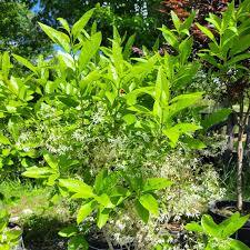 Image result for Chionanthus foveolatus