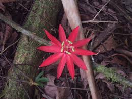 Image result for Passiflora vitifolia