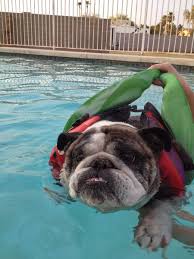 Design your product, set a price, and start selling. My Girlfriends Bulldog Is Terrified To Swim Even With A Life Jacket And Floatie Bulldog English Bulldog Puppies English Bulldog