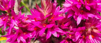 Image result for Summerhayesia