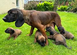 Image result for bavorský barvář