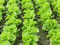 Luis Palicio, Author