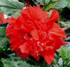 Pin On Hibiscus