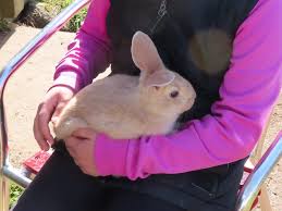 Are you looking to find good quality rabbits for sale in charleston, sc? For Sale Baby Flemish Giant Stoney Oaks Wildlife Park Facebook