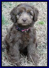 Labradoodles take on the best traits of both breeds. 170 New Dog Ideas Labradoodle Labradoodle Puppy Australian Labradoodle