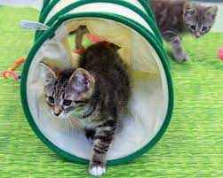 Cats usually stop eating 24 hours before they give birth, and their temperature drops below 100 f. Stopping A Kitten S Nursing Fetish The Mercury News