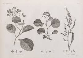 Image result for Cordia myxa