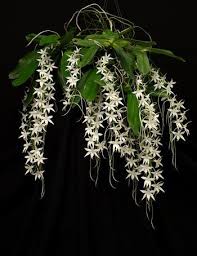 Image result for Aerangis collum-cygni